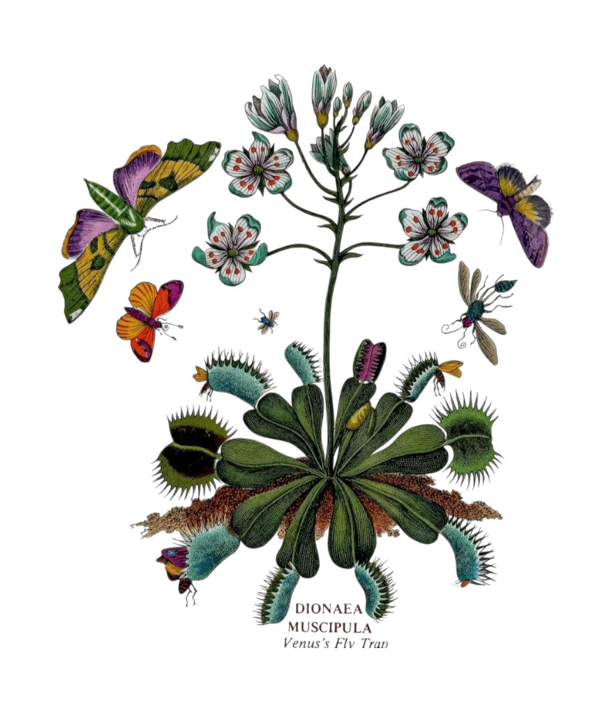 A vibrant, hand-coloured botanical illustration of a Venus Fly Trap (Dionaea Muscipula) surrounded by colourful butterflies and insects. This style of 19th-century scientific engraving from Thomas Green's "The Universal Herbal" was the foundational inspir