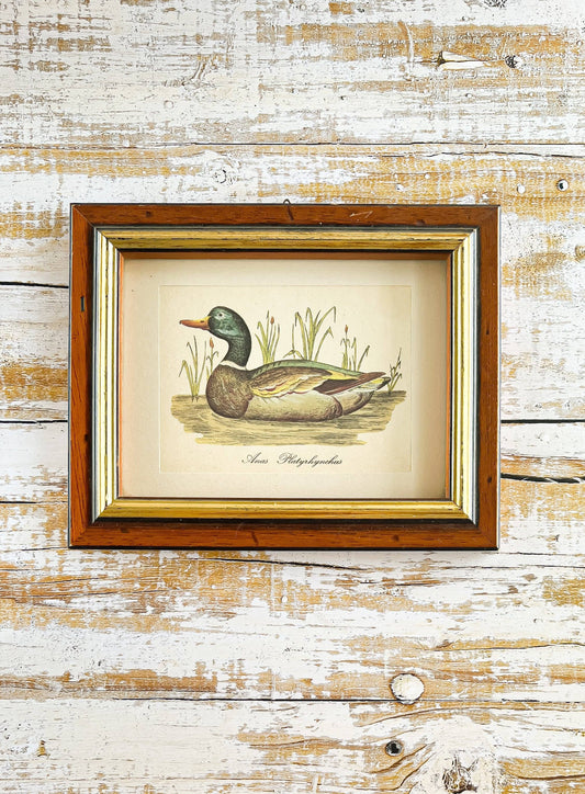 Framed Mallard Duck Print - "Anas Platyrhynchos" with Classic Wood Frame - SOSC Home