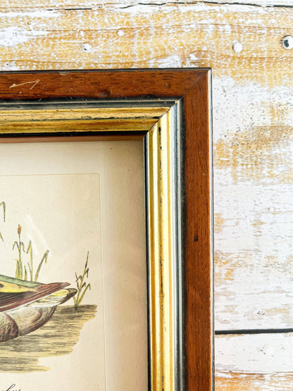 Framed Mallard Duck Print - "Anas Platyrhynchos" with Classic Wood Frame - SOSC Home