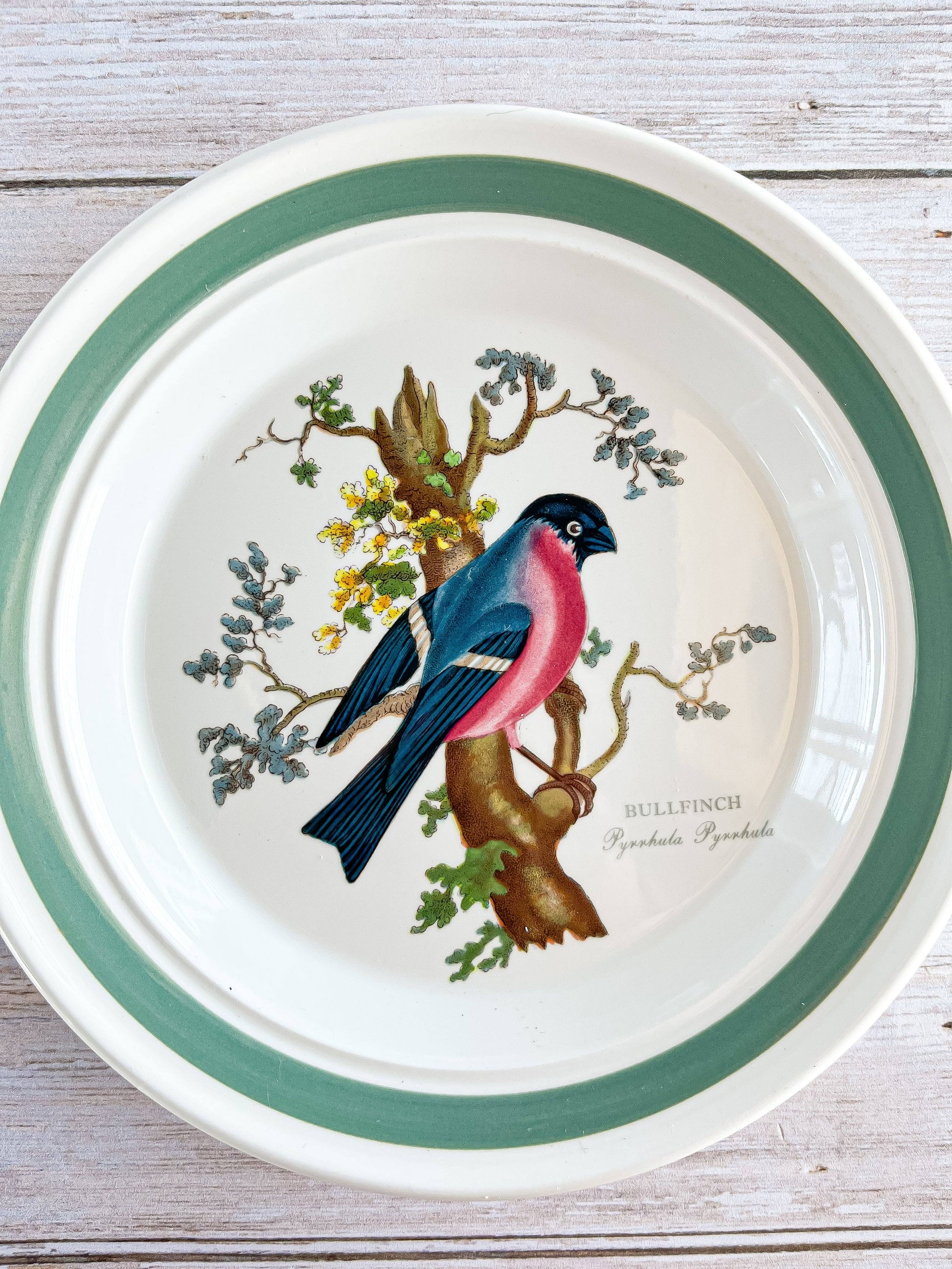 Portmeirion Birds of Britain Bread and Butter Plate - 'Bullfinch' Design (Green Band On Rim) - SOSC Home