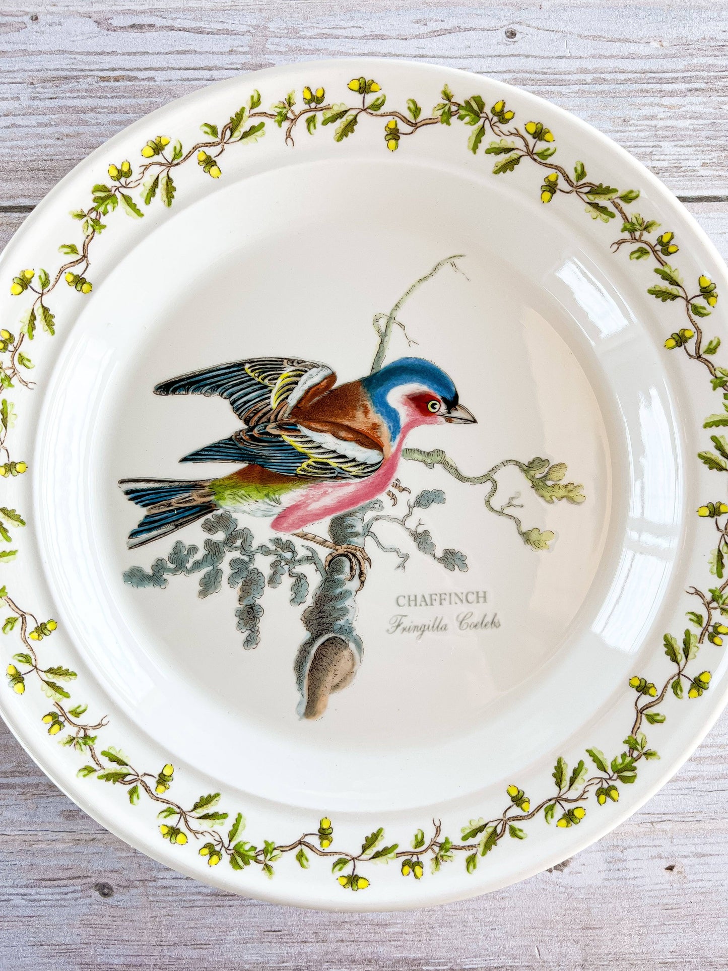 Portmeirion Birds of Britain Bread and Butter Plate - 'Chaffinch' Design (Acorn and Leaf Border) - SOSC Home