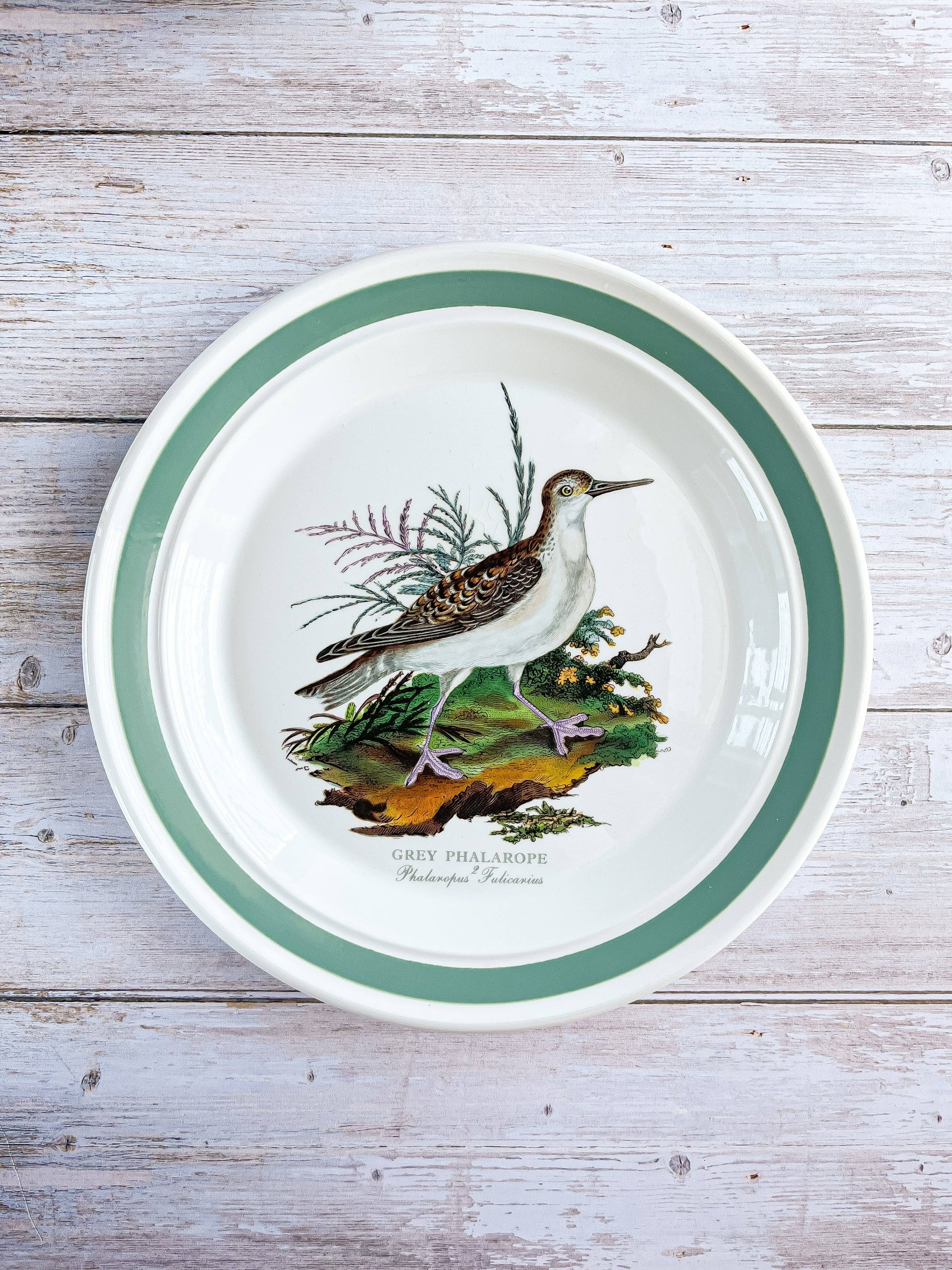 Portmeirion Birds of Britain Dinner Plate – 'Grey Phalarope' (Green Band on Rim) - SOSC Home