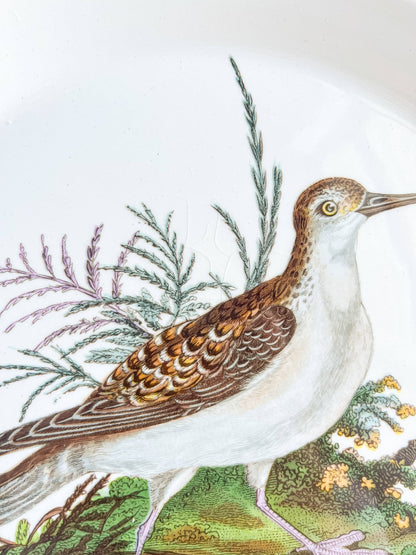 Portmeirion Birds of Britain Dinner Plate – 'Grey Phalarope' (Green Band on Rim) - SOSC Home