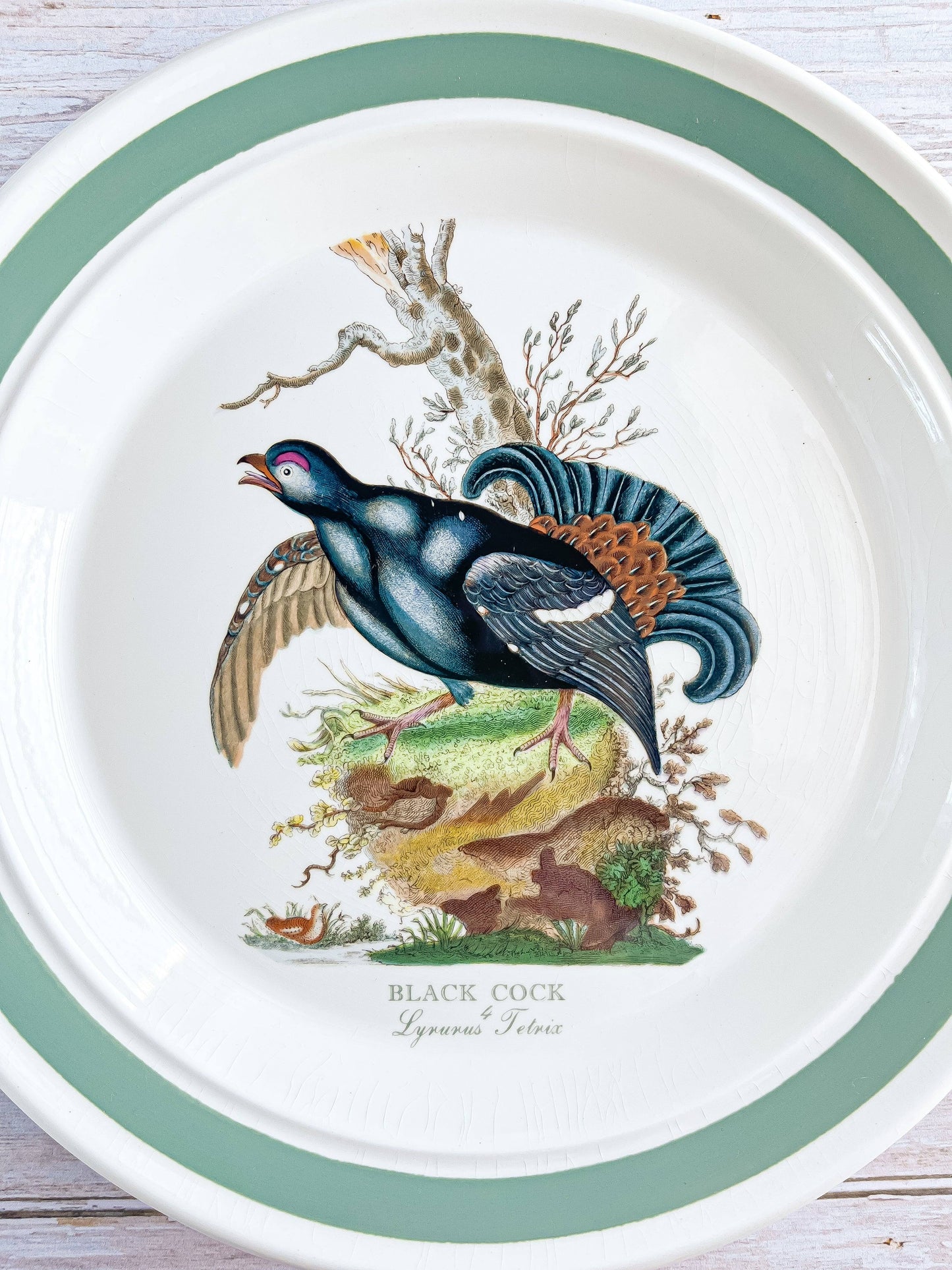 Portmeirion Birds of Britain Dinner Plate – 'Lyrurus Tetrix' Design (Green Band on Rim) - SOSC Home