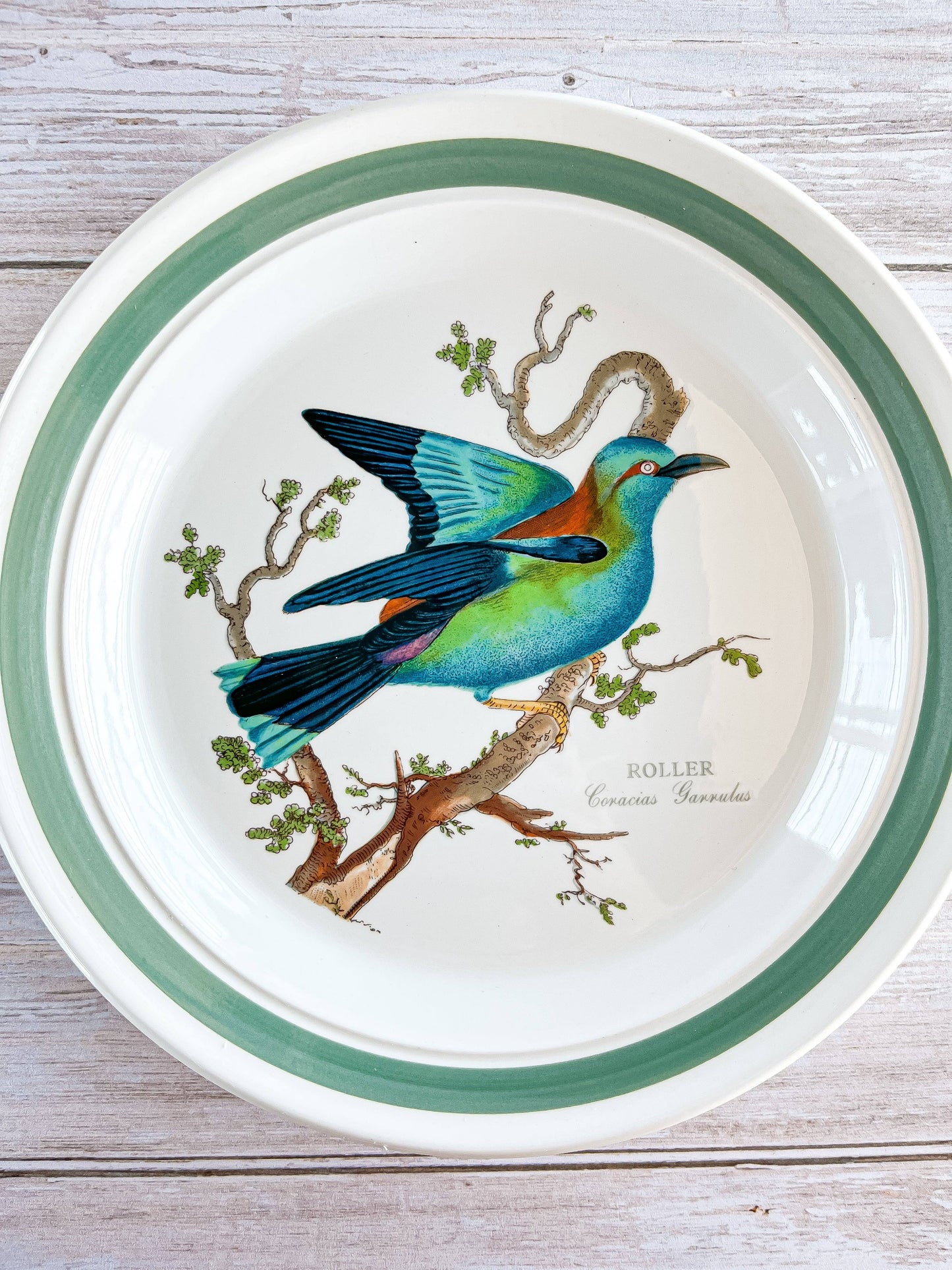 Portmeirion Birds of Britain Salad Plate - 'Roller' Design (Green Band On Rim) - SOSC Home