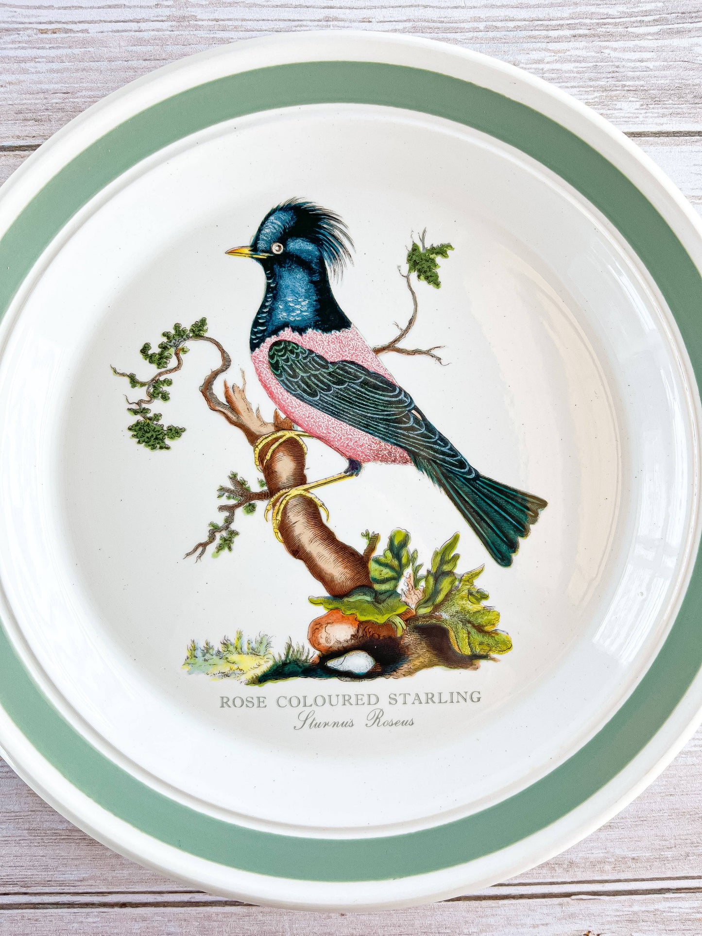 Portmeirion Birds of Britain Salad Plate - 'Rose Coloured Starling' Design (Green Band On Rim) - SOSC Home