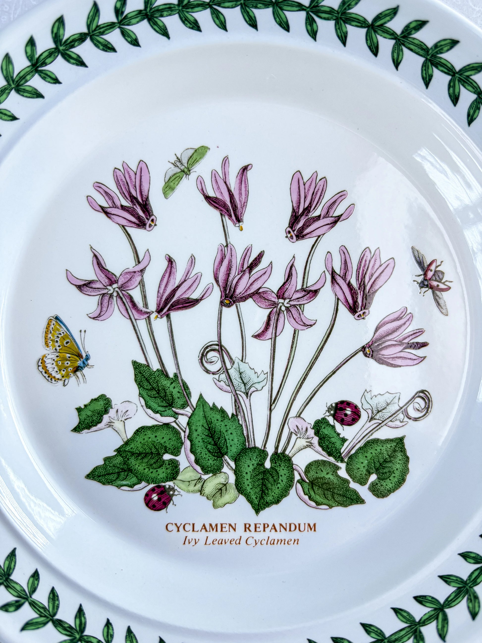 Close-up detail of the Cyclamen Repandum illustration on a Portmeirion plate, showing the vibrant pink petals, green ivy-shaped leaves, and small garden insects including a butterfly and ladybirds.