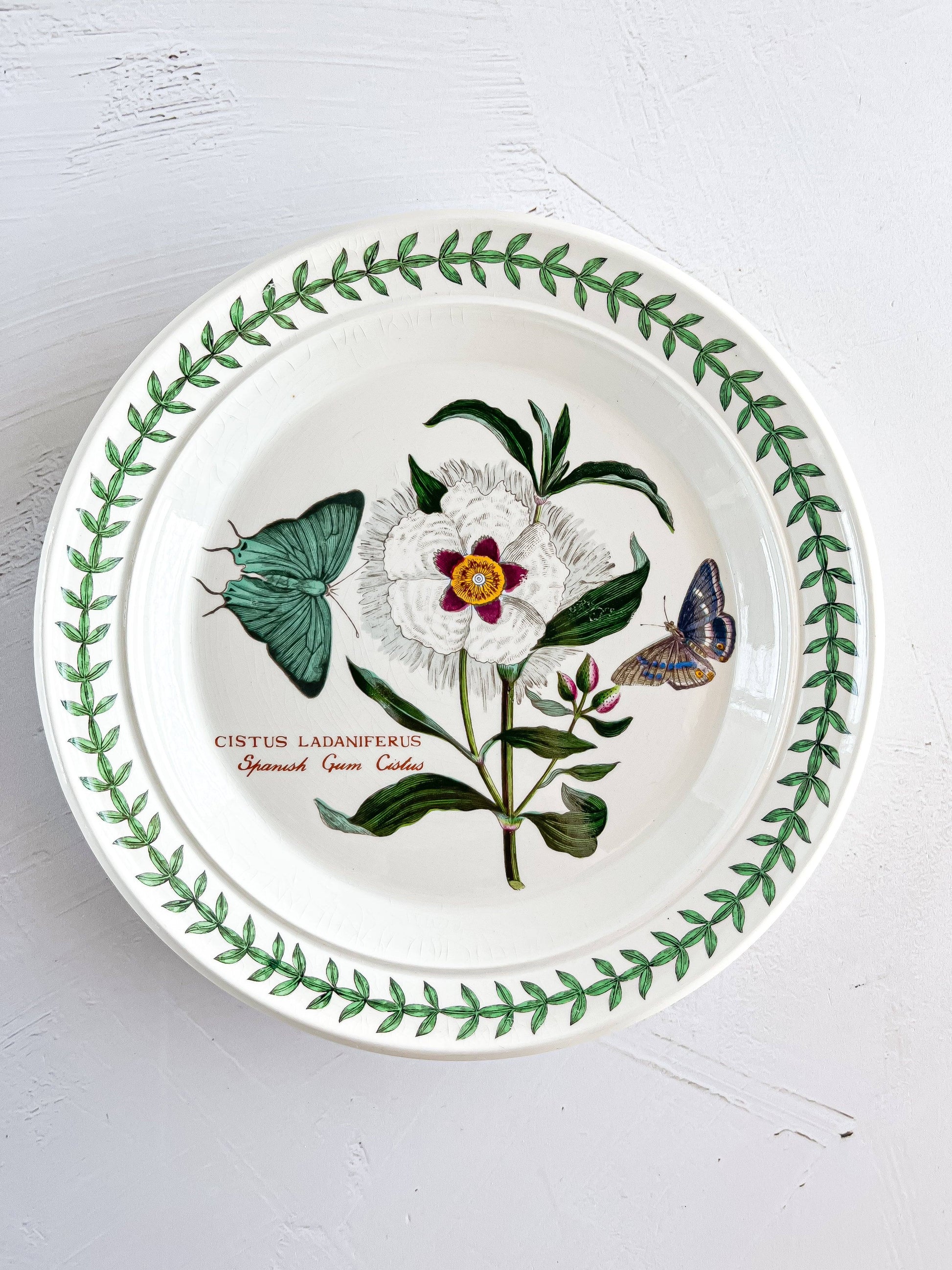 Portmeirion Botanic Garden Bread & Butter Plates - Botanical Varieties - SOSC Home