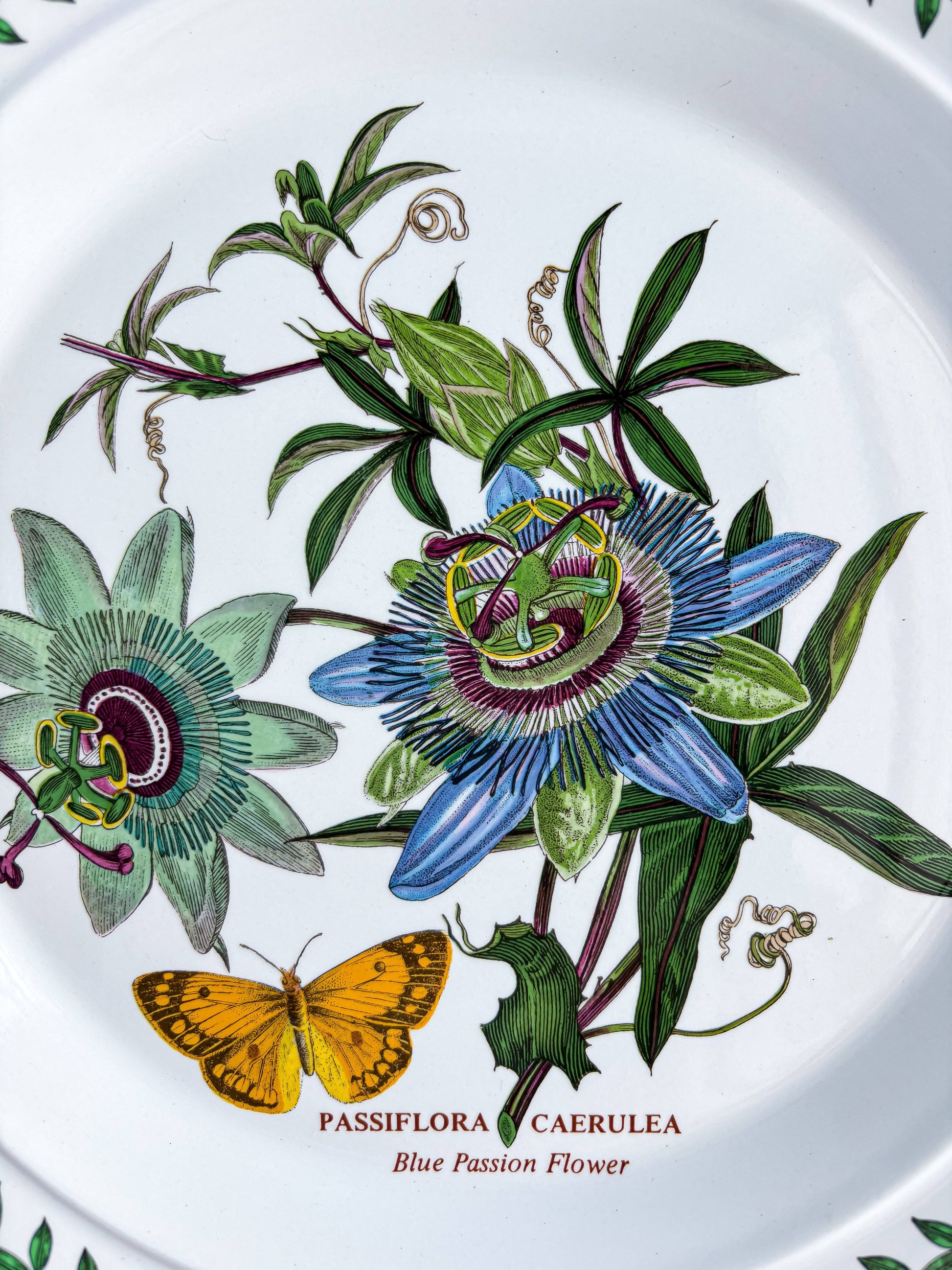 Portmeirion Botanic Garden Dinner Plate | 'Blue Passion Flower' Design - SOSC Home