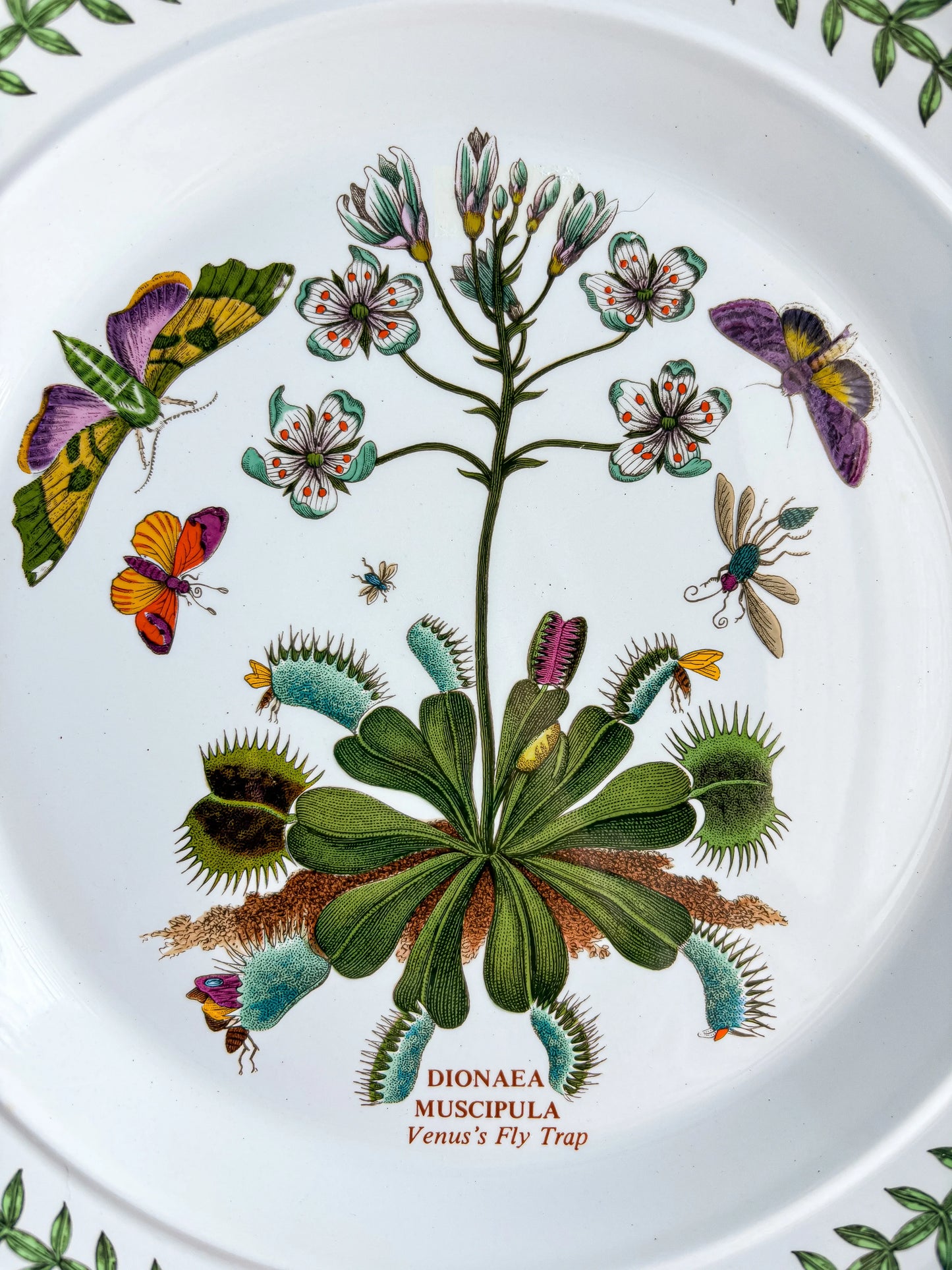 Portmeirion Botanic Garden Dinner Plate | 'Venus’s Fly Trap’ Design - SOSC Home