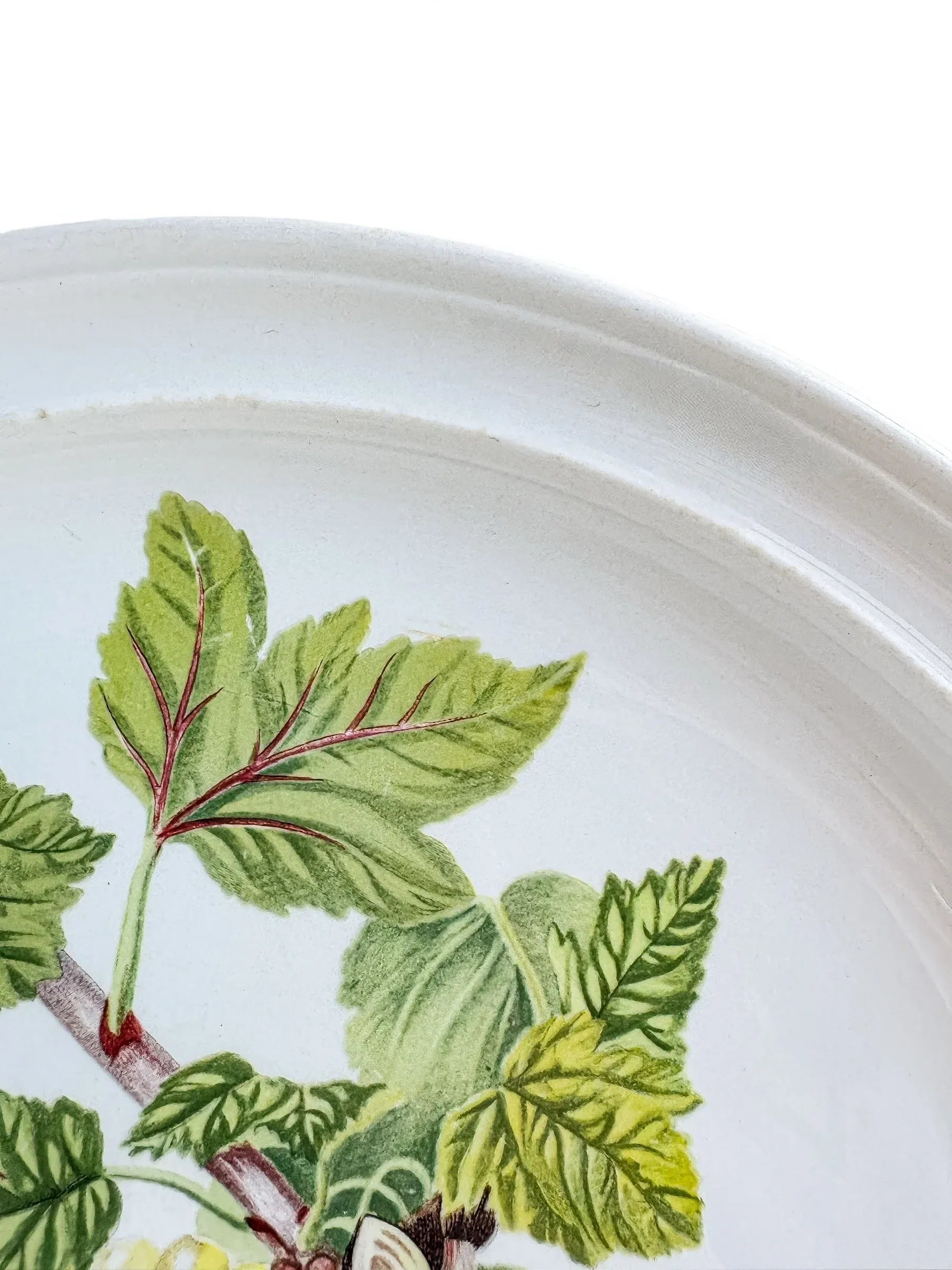 Portmeirion Pomona Dinner Plate | ‘The White Dutch Currant’ Design - SOSC Home