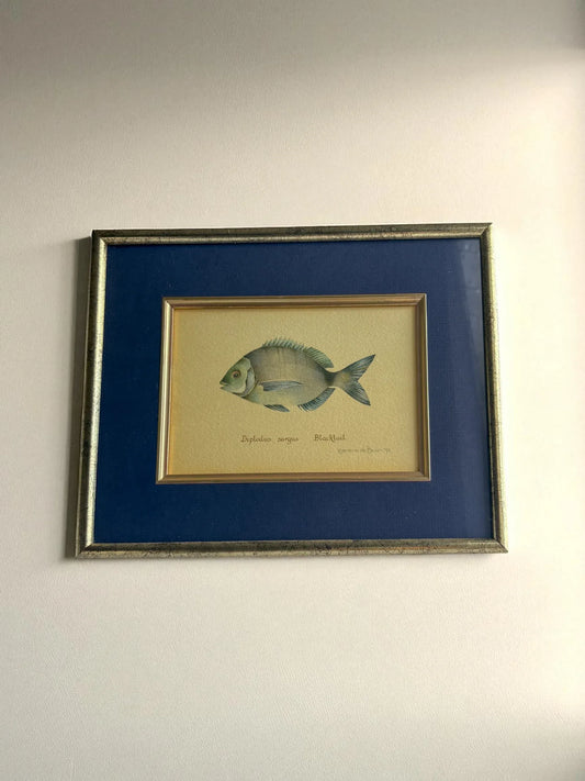 Watercolour Illustration | 'Blacktail Fish' by Koeriena de Bruin (1990) - SOSC Home