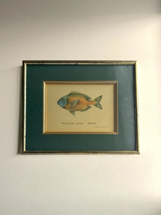 Watercolour Illustration | 'Hottentot Fish' by Koeriena de Bruin (1990) - SOSC Home